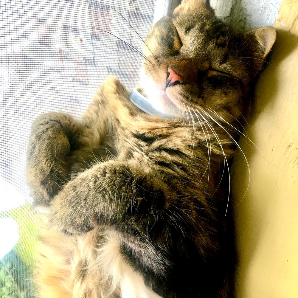 Meet your Posher, Virginia